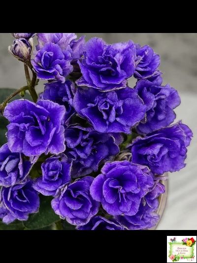 Blue Scoundrel micromini (P.Sorano/LLG) (Блю Ска́ндрел) микроминиатюра