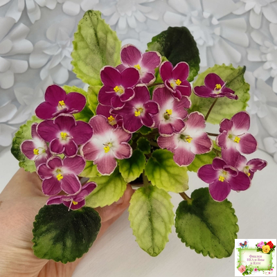 Mac's Scorching Sun (G. McDonald) (лист посажен 29.10.25)