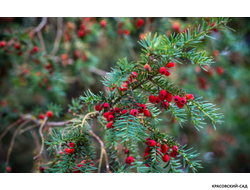 Тис Ягодный - Baccata