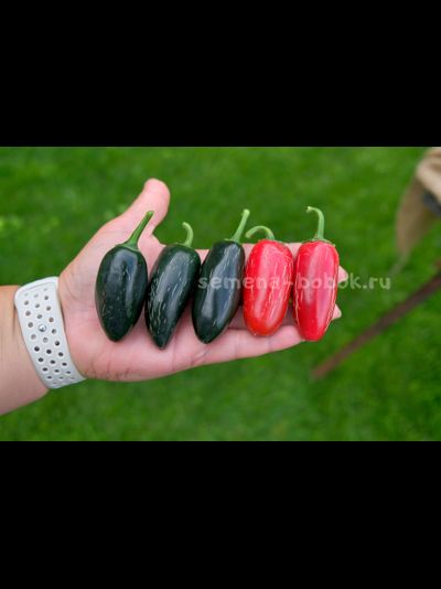 Перец острый Jalapeno Telica (Халапеньо Телика), 10 шт