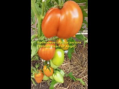 Томат Бронзовое сердце ангела (Bronze heart of Angel)