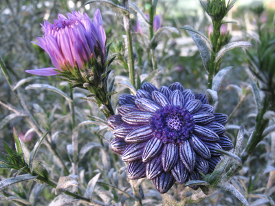 Мистическое кольцо "Цветок Феи Лилак"