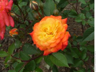 Санмейд (Sunmaid) роза