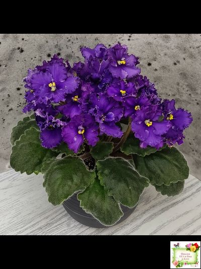 ЛЕ-Константин (Е. Лебецкая) 2019 г.