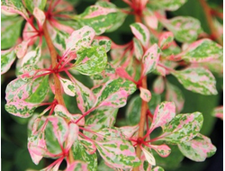 Барбарис Тунберга Natacza, C2