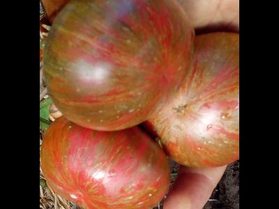 Томат Королева Миссисипи (Mississippi Queen)