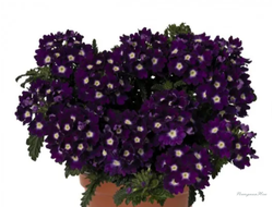 Вербена Lindolena Purple Eye №30