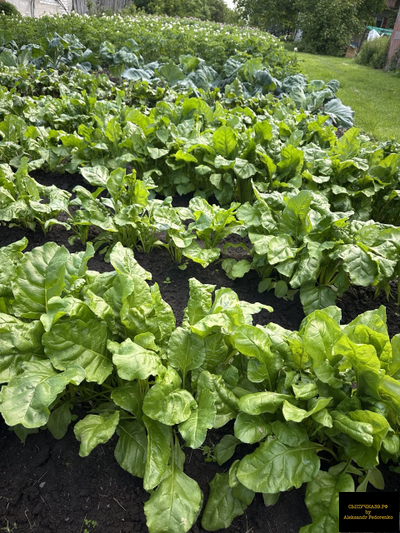 чернозем луговой урожай