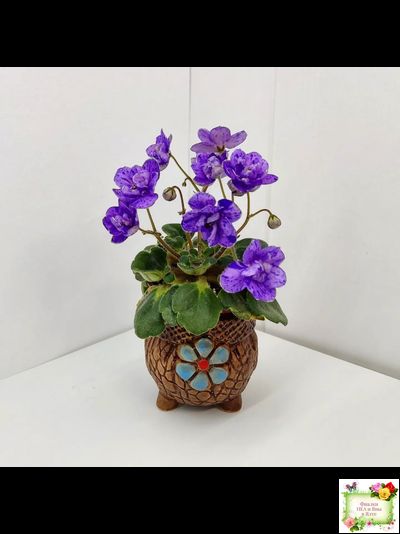 Milady (C.Russell) 01/21/1981 (гёрл-лист)