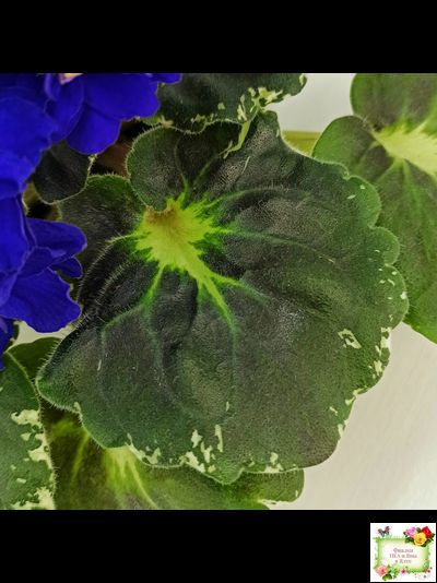 Р-Голубика (В. Зуб) 2023 г.