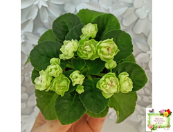 Hunter's Cabbage Goddess (K. Muzalewski)