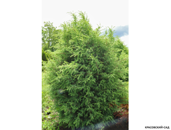 Можжевельник Хиберника - Hibernica