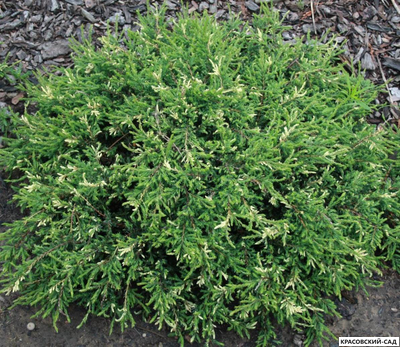 Можжевельник обыкновенный Спотти Спайдер
