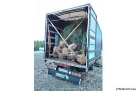 Так возим трёхметровые саженцы можжевельника Блю Эрроу