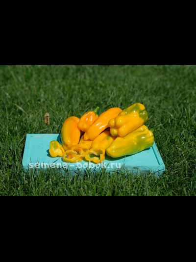 Перец сладкий Nocera Giallo (Носера Джиалло), 10 шт