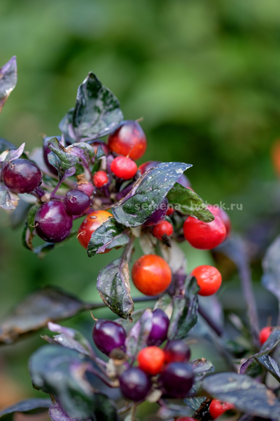 Перец острый Indonesian x Purple Flash, 10 шт