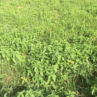 Мята японская, полевая (Mentha arvensis) 5 мл - 100% натуральное эфирное масло