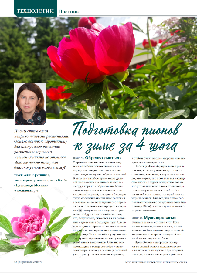 Пионы весной. Пионы медалисты. Подкормка пионов пионов. Схема ухода за пионами.