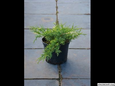 Можжевельник Уайт Сплеш - White Splash