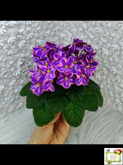 СГ-Каспер (И.Киселёва/С.Голубцова) химера