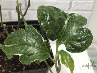 Piper sarmentosum albomarginata variegated / перец сарментозум вариегатный