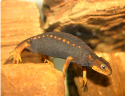 Тритон коротконогий краснобрюхий (Pachytriton labiatus)