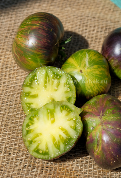 Томат Dwarf Rebella (Гном Ребелла), 10 шт