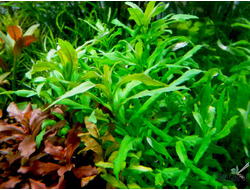 Погостемон сампсони (пучок)