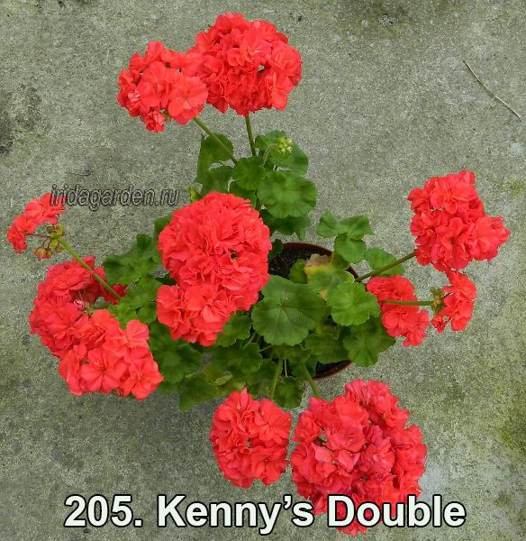 пеларгония Kenny’s Double 