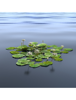 водные Кувшинка белая 2