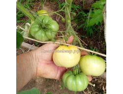 Томат  Большой пломбир