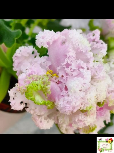 ЛЕ-Денди (Е. Лебецкая) 2011 г. (сортовой стартер)