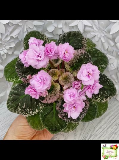 Rose Bouquet (G.T.Smith)