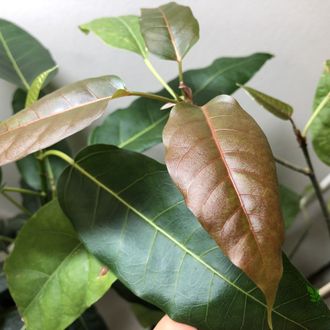 Ficus virens clon B/ фикус Виренс-2