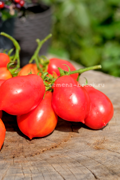 Томат Краса Кургана, 10 шт
