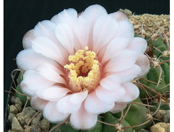 Gymnocalycium jochumii GN-888/3381.3382 - 5 семян