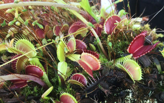 Dionaea muscipula Clone Z-9