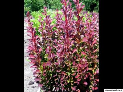 Барбарис Тунберга Red Pillar