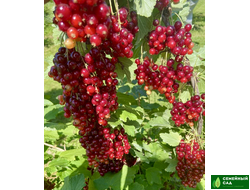 Смородина красная "Виксне"