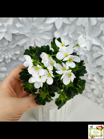 Lullaby (Arndt) (гёрл-лист)