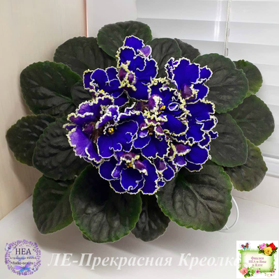 ЛЕ-Прекрасная Креолка (Е. Лебецкая) 2009 г