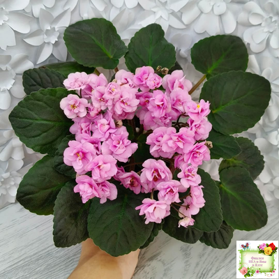 Dresden Doll (P. Harris) (7259) 11/24/1989 трейлер