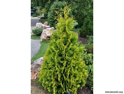 Туя Еллоу Риббон - Yellow Ribbon