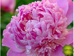 Пион молочноцветковый "ЭДУЛИС СУПЕРБА" (НЕПРИХОТЛИВЫЙ И ДУШИСТЫЙ)