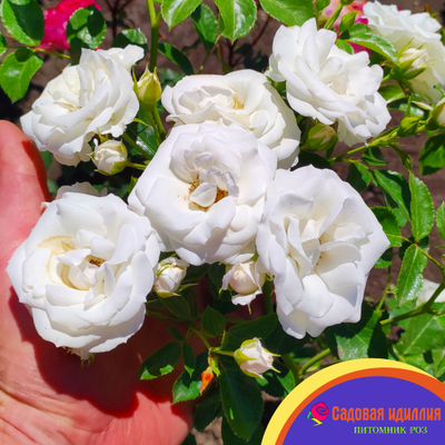 Аспирин (Aspirin Rose)