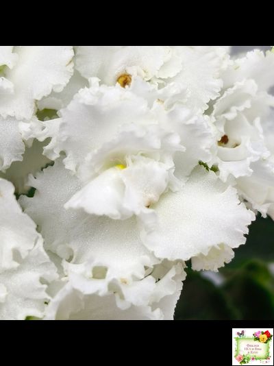 ML-Облако в Горах (Miniviolets Lux) 2022 г. (лист посажен 25.01.26)