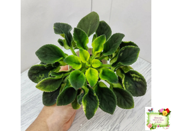 LV-Элизабет (Л. Шевелева) 2023 г. (лист посажен 25.07.25)