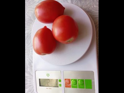 Томат Анастасия Ушакова