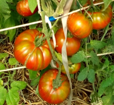 Томат Ирландский полосатый  (Irish Stripes)