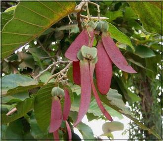 Гурьюнский, Гурджуанский бальзам (Dipterocarpus alatus)  - 100% натуральное эфирное масло